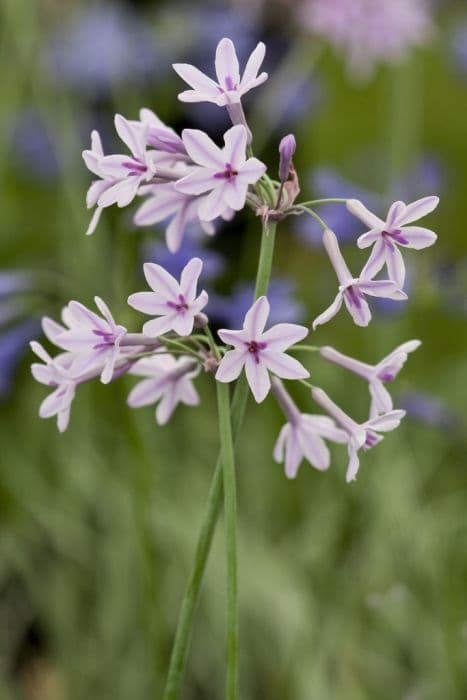 wild garlic 'Bright Eyes'