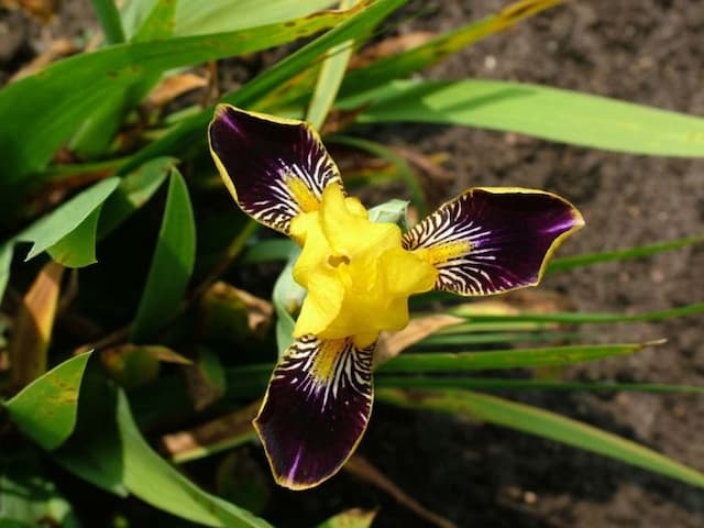 Iris 'Bumblebee Deelite'