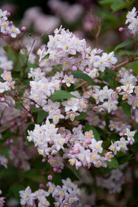 most beautiful deutzia