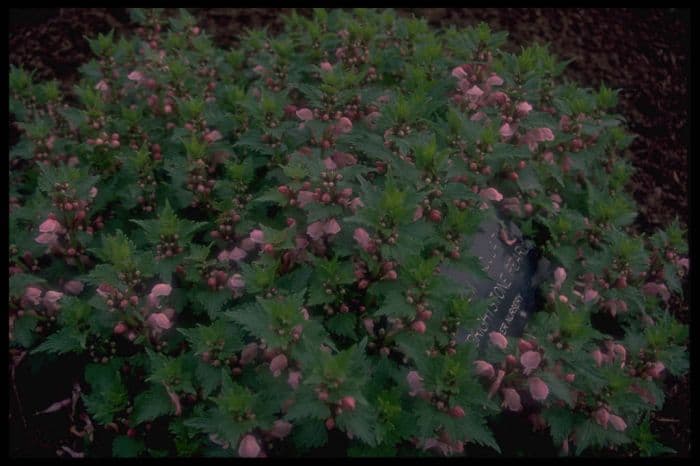 spotted deadnettle 'Brightstone Pearl'