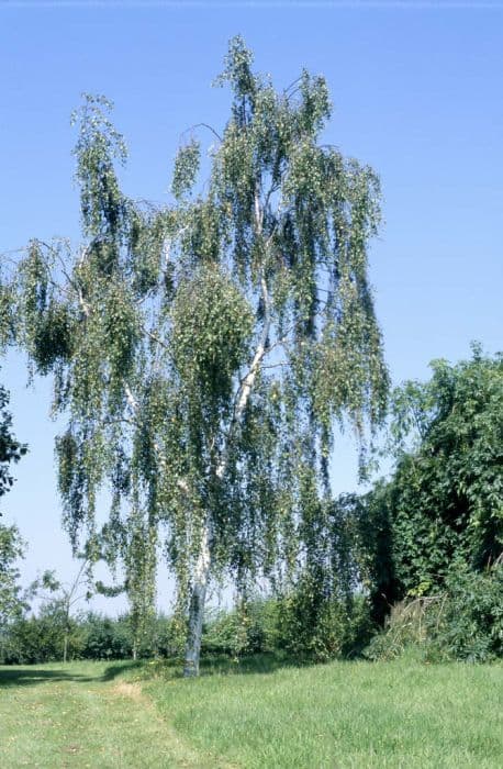 silver birch 'Tristis'