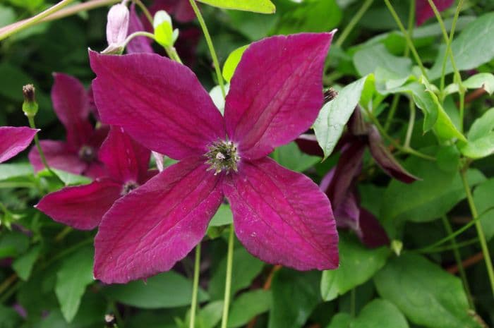 clematis 'Black Prince'