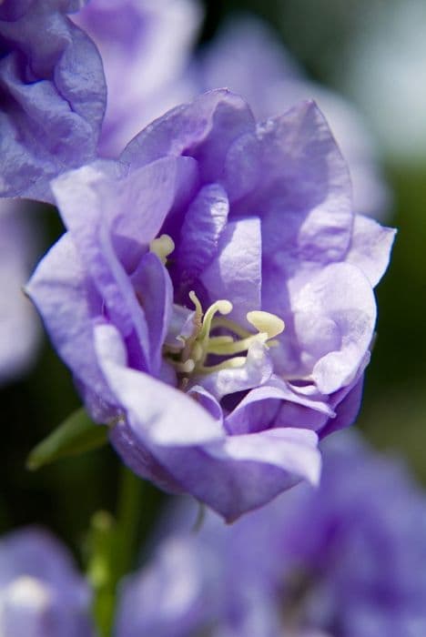 bellflower 'Wortham Belle'