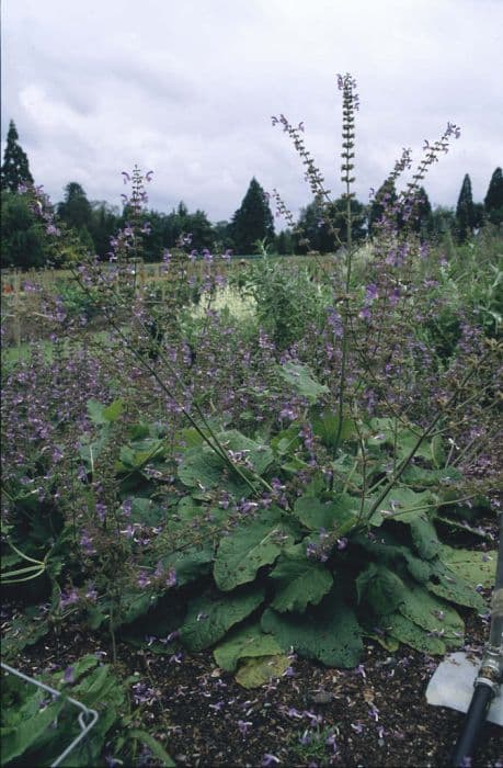indigo woodland sage