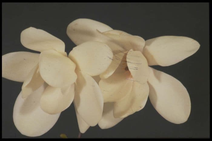 magnolia 'David Clulow'