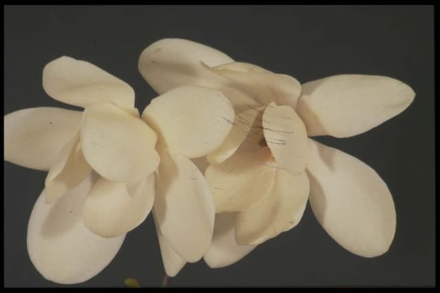 Magnolia 'David Clulow'