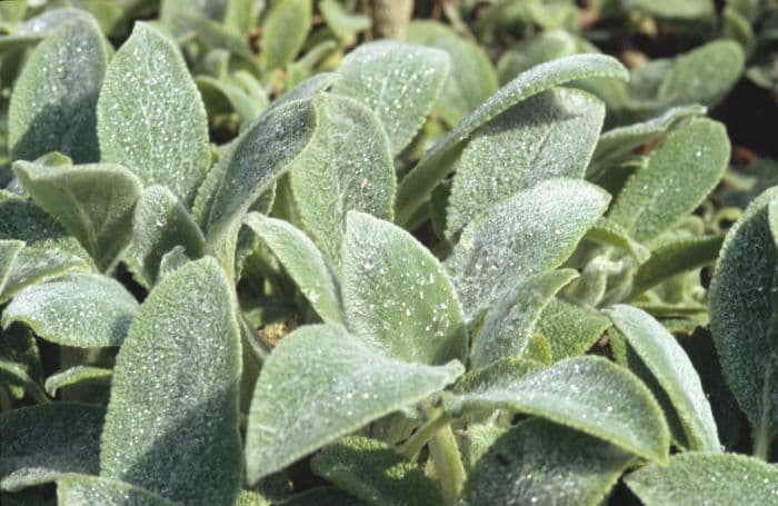 lamb's ear 'Silver Carpet'