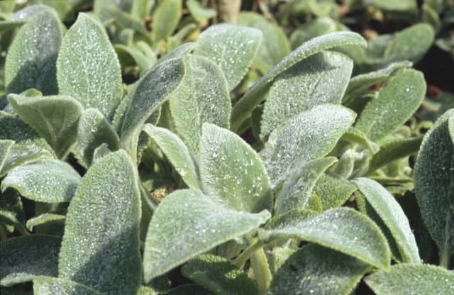 Lamb's ear 'Silver Carpet'