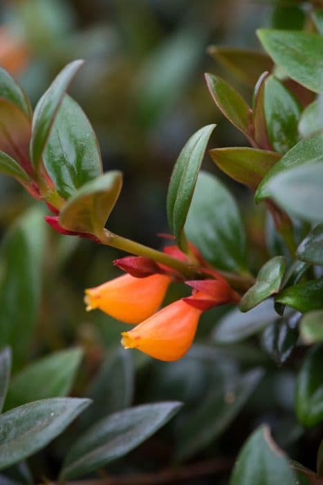 nematanthus 'Black Magic'