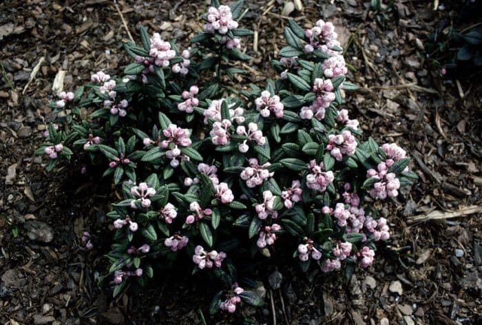 large-leaved bog rosemary