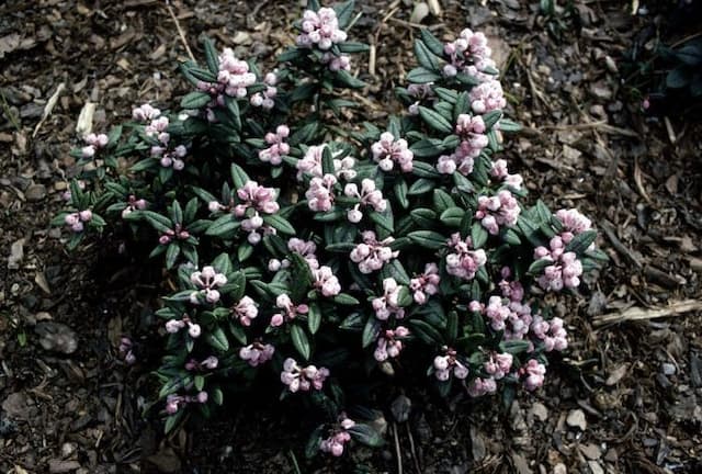 Large-leaved bog rosemary