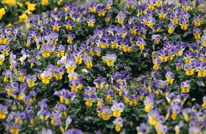 viola [Sorbet Yellow Frost]