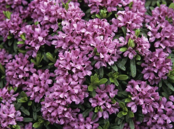 daphne 'Tichborne'