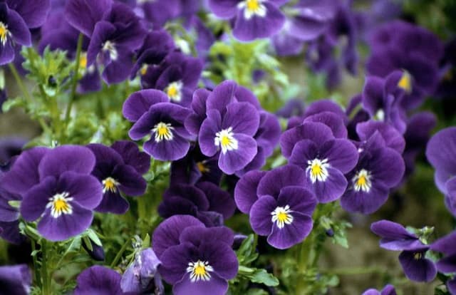 Pansy 'Velour Purple and White'