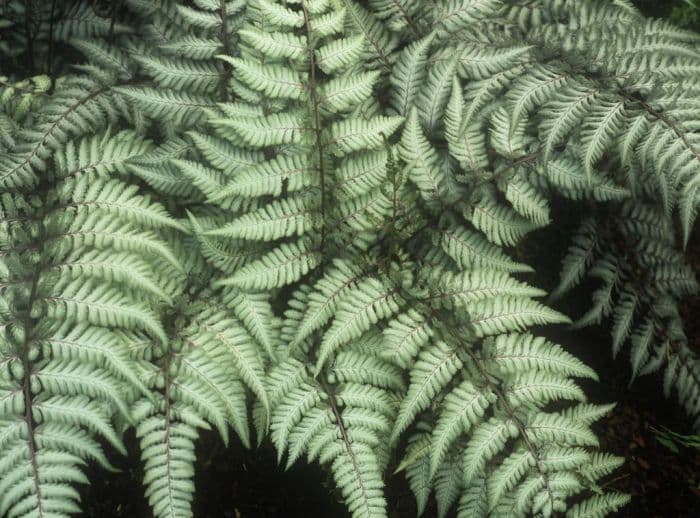 painted lady fern 'Silver Falls'