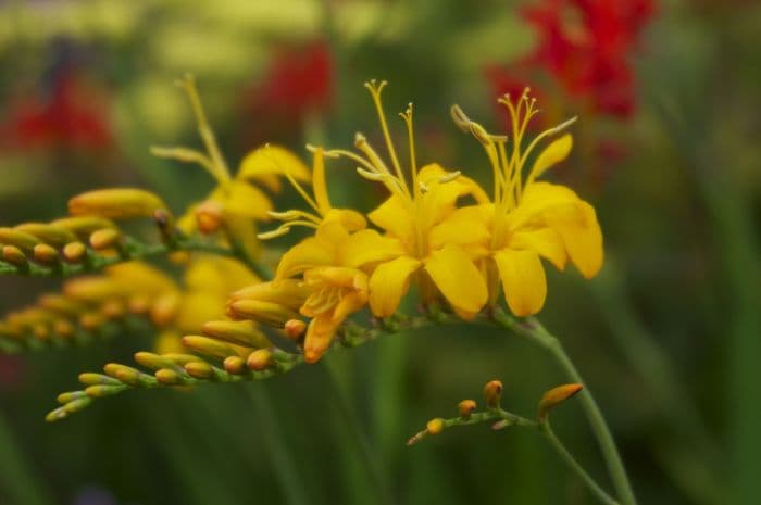 giant montbretia 'Rowallane Yellow'