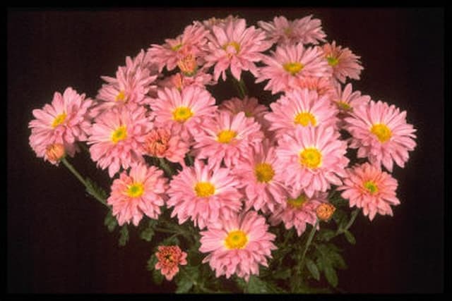 Chrysanthemum 'Dowches Patricia'
