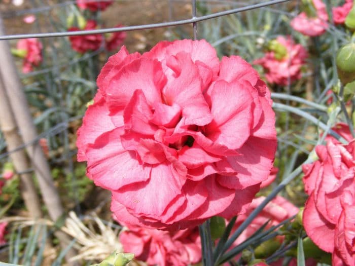 border carnation 'Chesswood Margaret Alison'