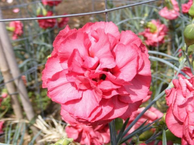 Border carnation 'Chesswood Margaret Alison'