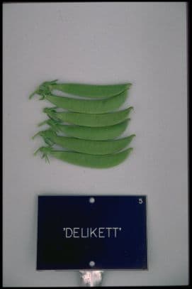 pea (sugarsnap) 'Delikett'