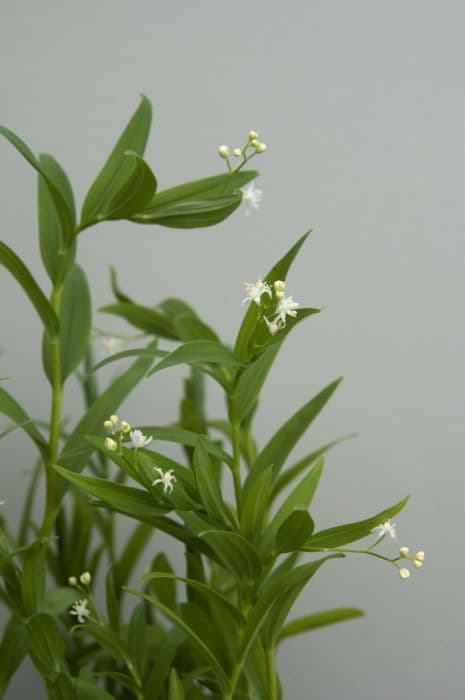 star-flowered lily of the valley