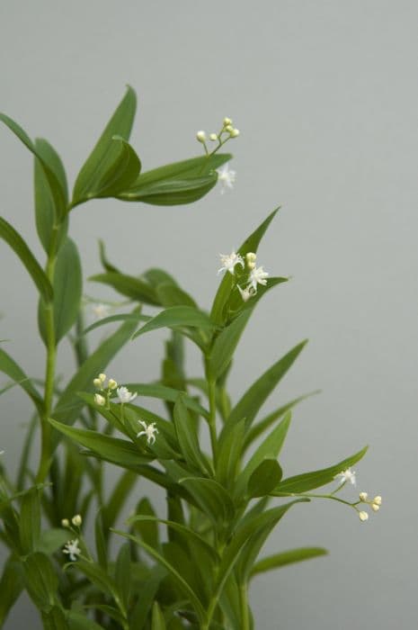Star-flowered lily of the valley