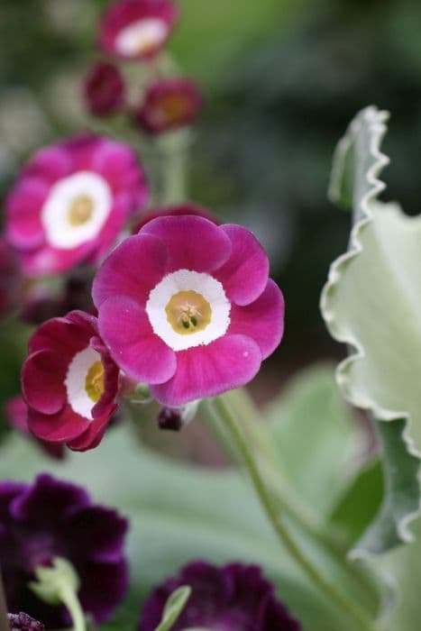 auricula 'Taffeta'