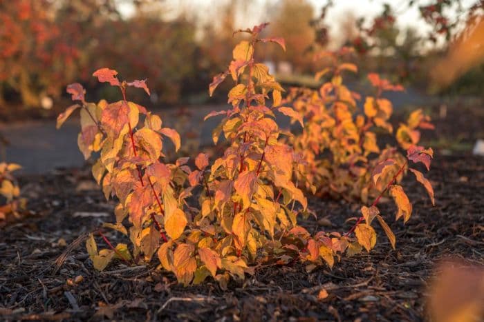 dogwood 'Anny's Winter Orange'