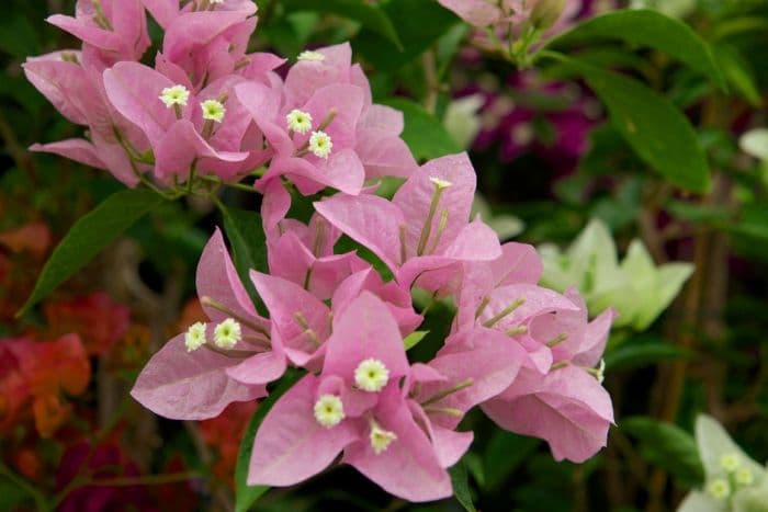 bougainvillea 'Doctor David Barry'