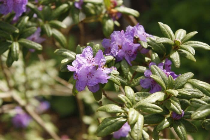 rhododendron 'Haba Shan'