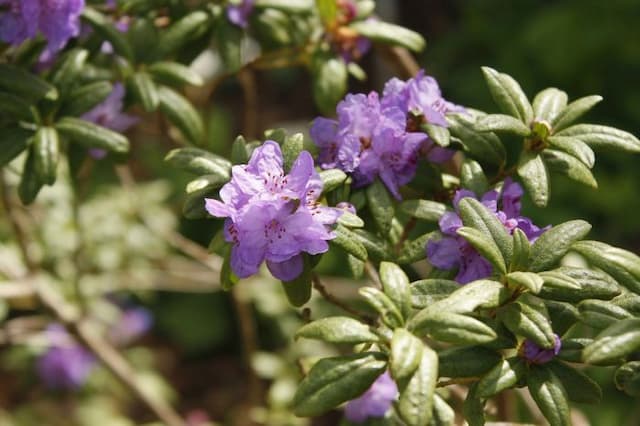 Rhododendron 'Haba Shan'