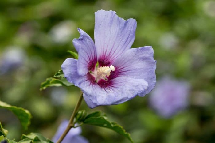 rose of Sharon [Ultramarine]