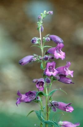 penstemon 'Russian River'