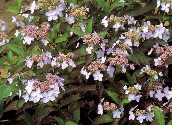 hydrangea 'Tiara'