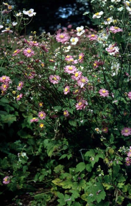 Japanese anemone 'Pamina'