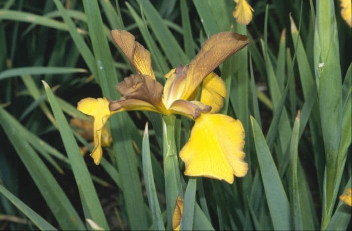 iris 'Wyoming Cowboys'