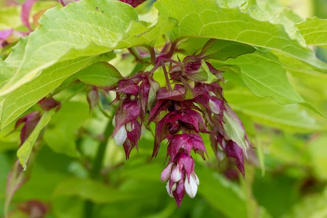 Himalayan honeysuckle [Golden Lanterns]