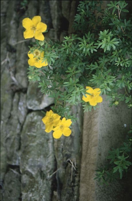 shrubby cinquefoil 'Goldfinger'