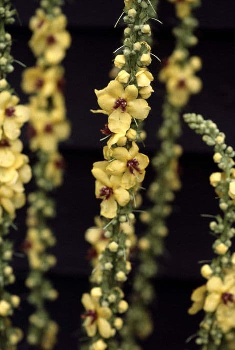 mullein 'Monster'