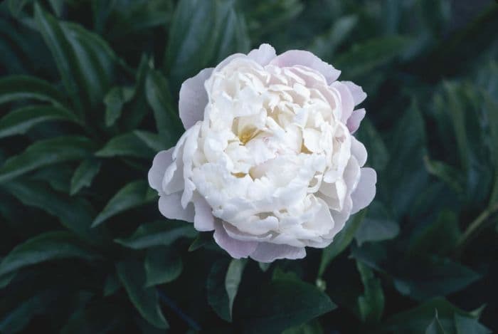 peony 'Duchesse de Nemours'