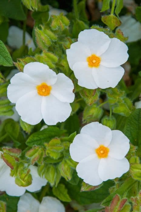 rock rose 'Snow White'