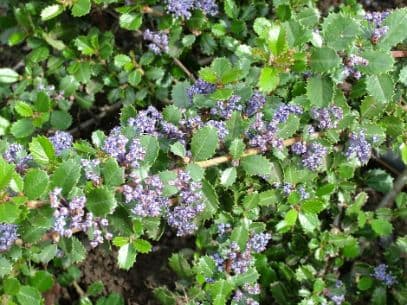 Californian lilac 'Emily Brown'