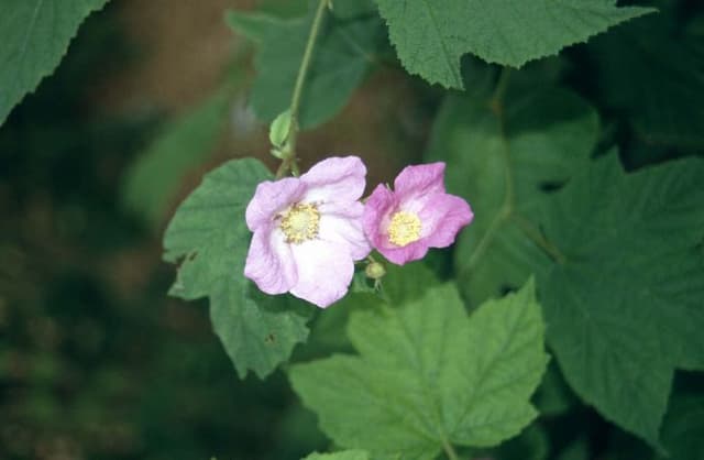Flowering raspberry