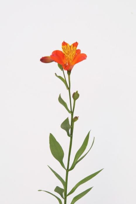 Peruvian lily 'Flaming Star'