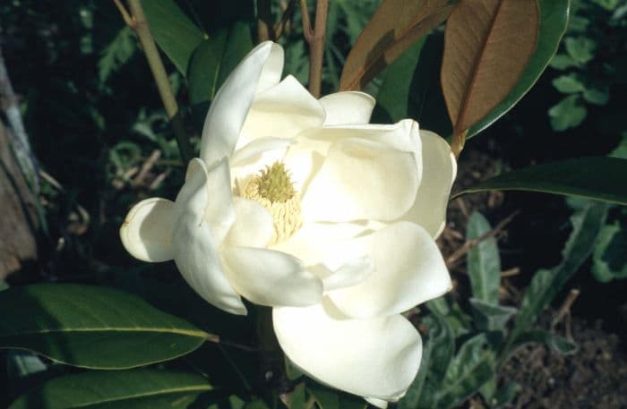 evergreen magnolia 'Exmouth'