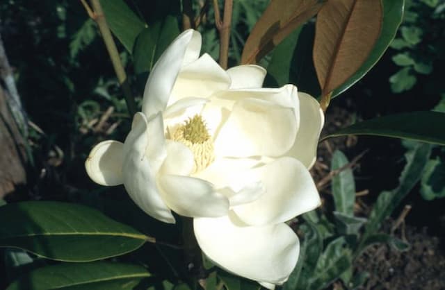 Evergreen magnolia 'Exmouth'