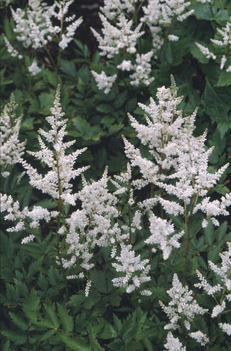 astilbe 'Rheinland'