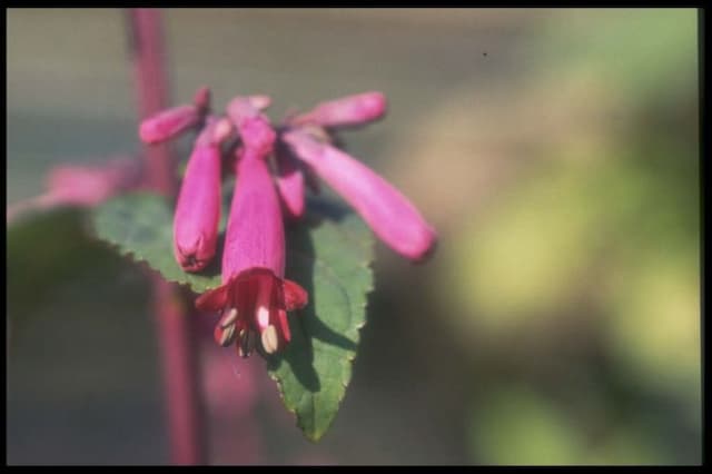 Cape figwort 'Sani Pass'