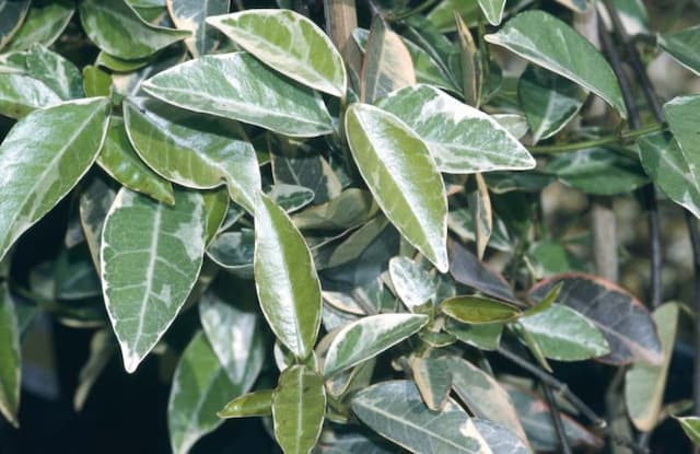 Variegated Confederate jasmine