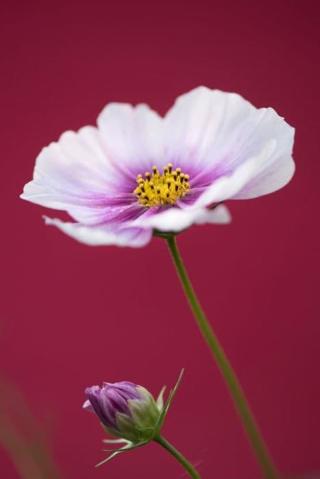 Cosmea 'Daydream'